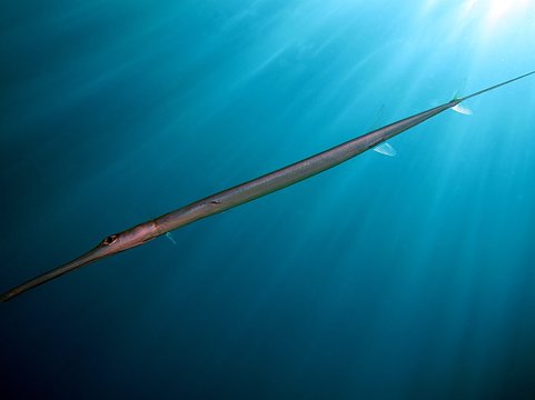 Cornetfish