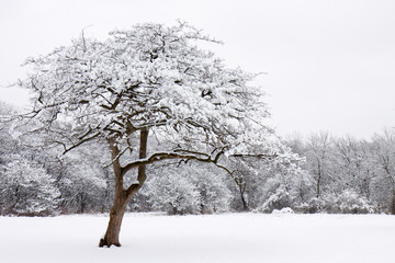 lone snow covered tree stands out from the forest © mtruchon
