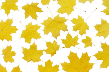Autumn maple leaves  isolated on white background