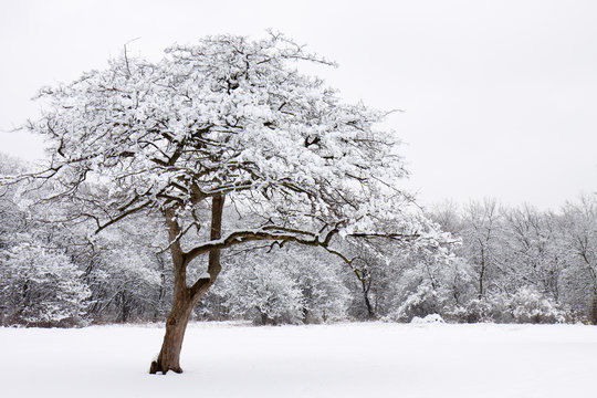 Fototapeta lone snow covered tree stands out from the forest