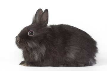 Obraz premium black bunny isolated on white background