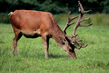 Obraz premium hirsch