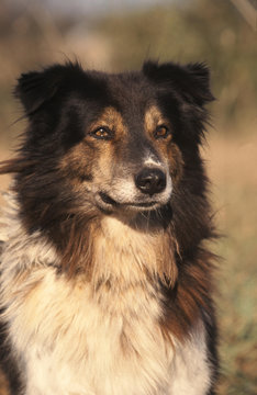 portrait d'un chien des montagnes de l'Atlas - Aidi