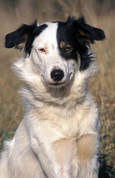 portrait d'un aidi en gros plan