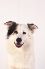 portrait d'un aidi chien primitif marocain