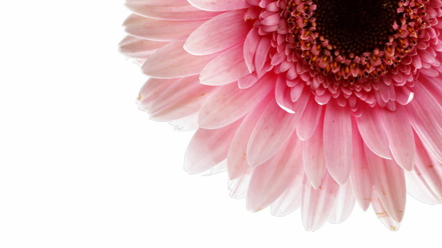 Flowers rotation