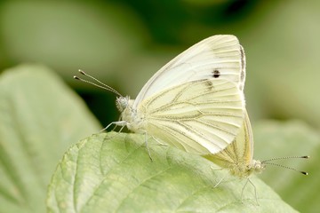 Bright white butterflies rests on a leaf in the forest