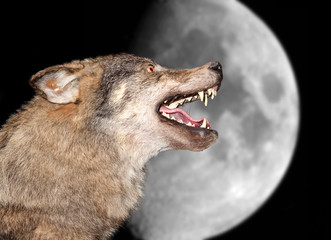 Wolf under the moon - 21603690