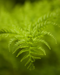 Green wild fern