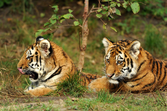 Zoo 152