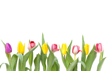 Row of tulips
