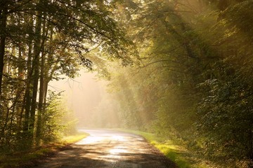 Fototapeta premium Country road through autumn forest at sunrise