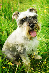 Miniature Schnauzer