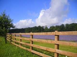 Blue Flower and the Farm Fence