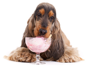 Süßer Hund schleckt ein Eis