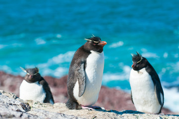 rockhopper penguins © javarman