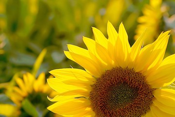 Sunflower in the field backlit by the light of the setting sun