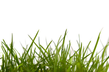 gr&uuml;ne wiese,hintergrund