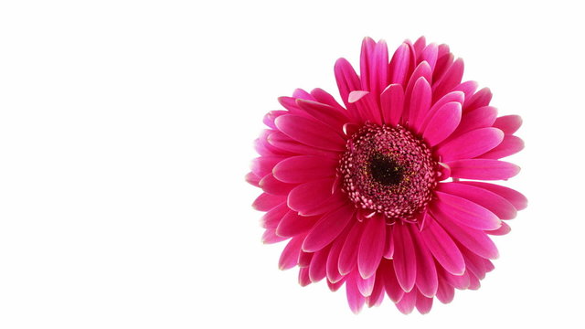 Red daisy rotation