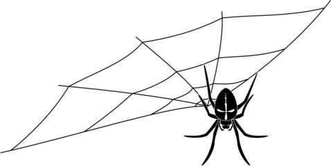 Spider on the web