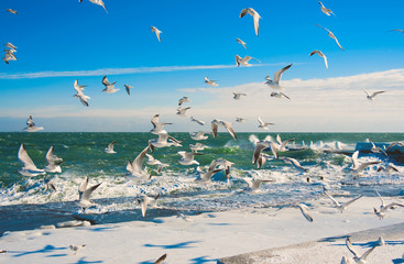 Seagulls at winter sea