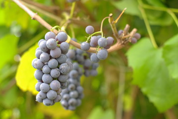 Bunch of Wine Grapes