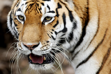 Obraz premium Sibirischer Tiger