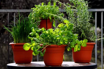 Crédence de cuisine en verre imprimé Herbes Pots of fresh herbs on the balcony