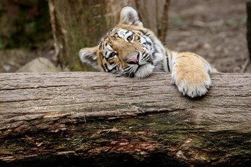 Sibirischer Tiger