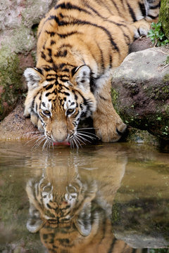 Fototapeta Sibirischer Tiger