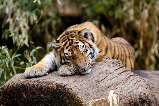 Sibirischer Tiger