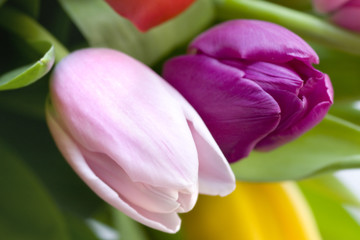 Macro shot of pink and purple tulips