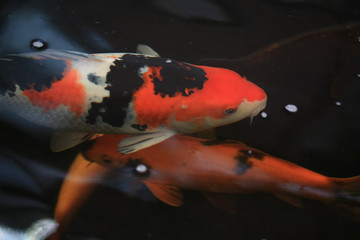 Big orange and white Japanese koi carp fish