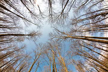 Fototapeta premium Spring tree crowns on deep blue sky