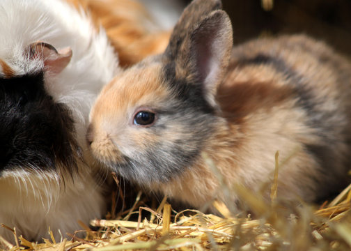 Zwerghase und Meerschweinchen