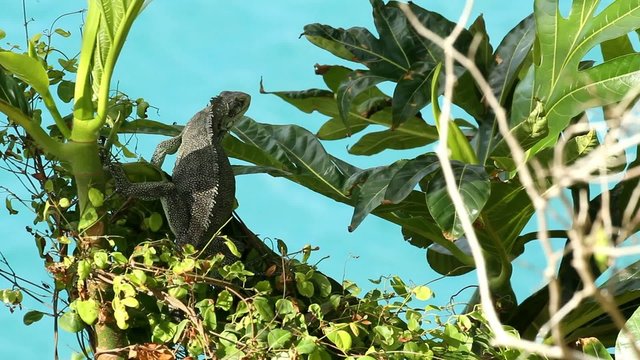 Iguane sur un arbre &agrave; pain.