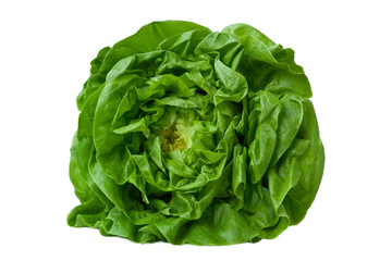 fresh head of lettuce