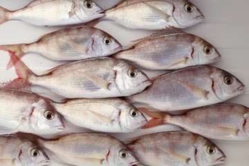 common pandora fish pagellus erythrinus