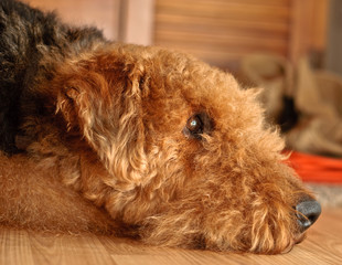 Airedale terrier dog laying on wooden floor indoors
