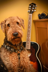 Airedale terrier dog in music studio with guitar