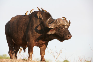Buffalo (Syncerus caffer) in the wild
