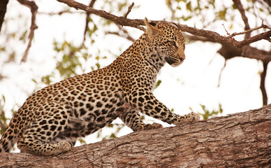 Fototapeta na wymiar Leopard stojących na drzewie