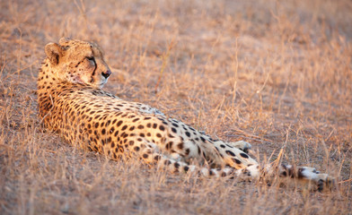 Cheetah (Acinonyx jubatus) in savannah