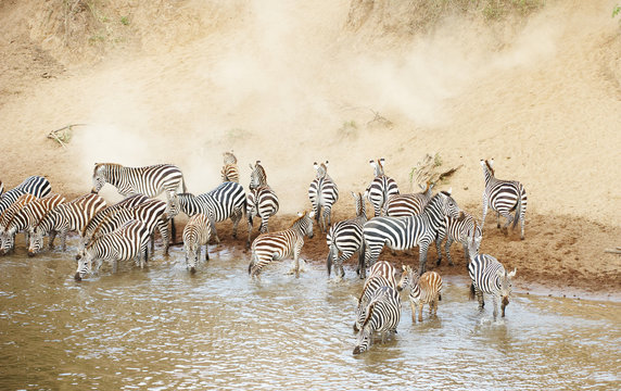 Herd of zebras (African Equids) drinking from the river