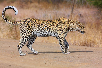Obraz premium Leopard walking on the road