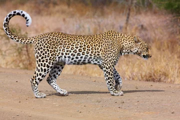 Gordijnen Leopard walking on the road © Hedrus