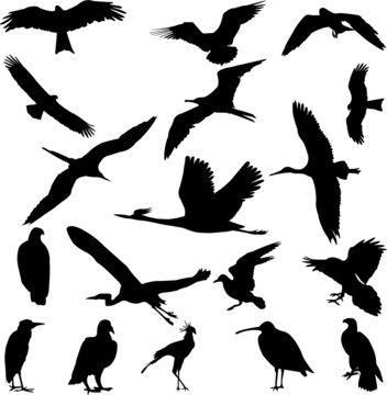birds collection - vector