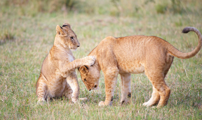 Fototapeta na wymiar Lion cub (Panthera leo) close-up