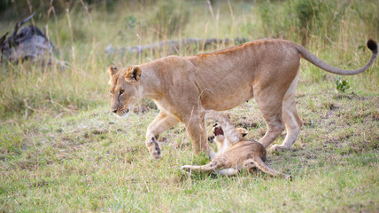 Obraz na płótnie Canvas Lion cub (panthera leo) with his mother