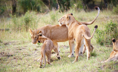 Lion cub (panthera leo) close-up